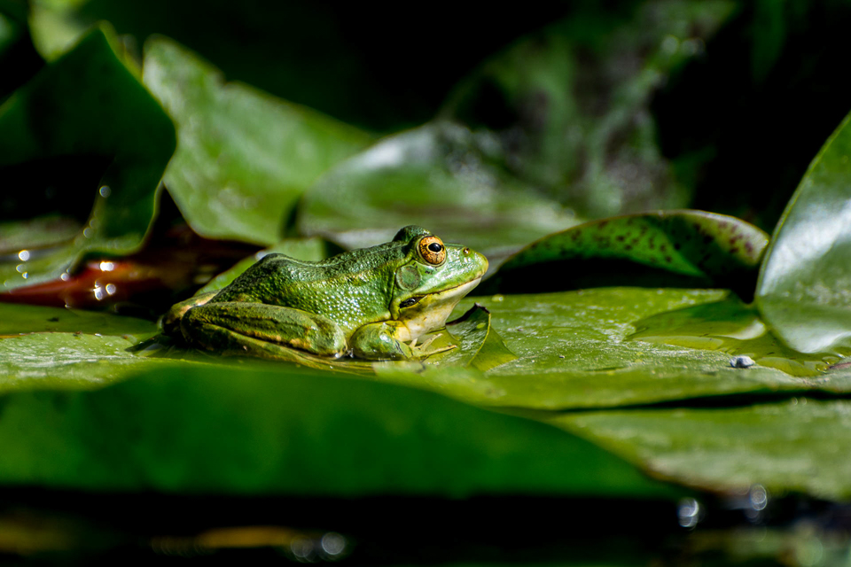 Perez' waterfrog