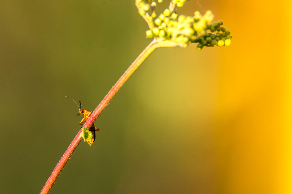 Weekschildkevers