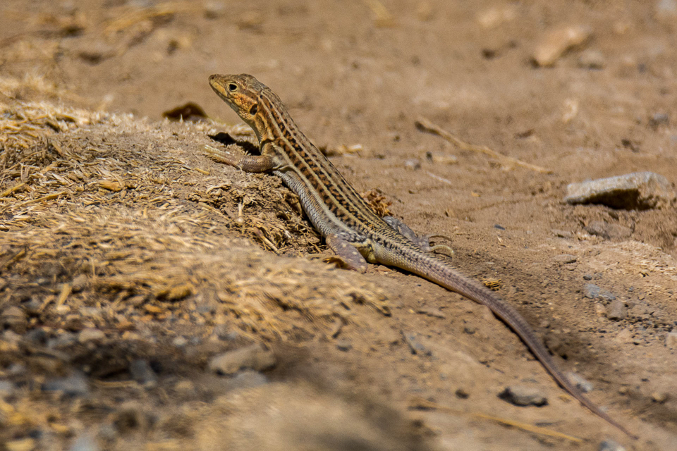 Spiny-footed lizard
