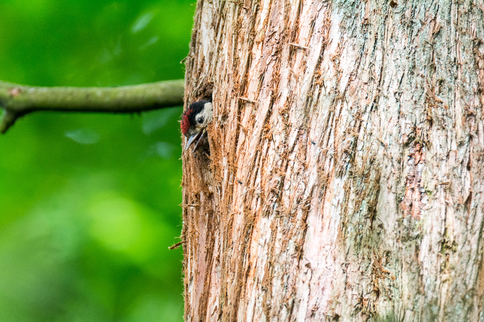 Juveniele Grote bonte specht / Juvenile Great spotted woodpecker