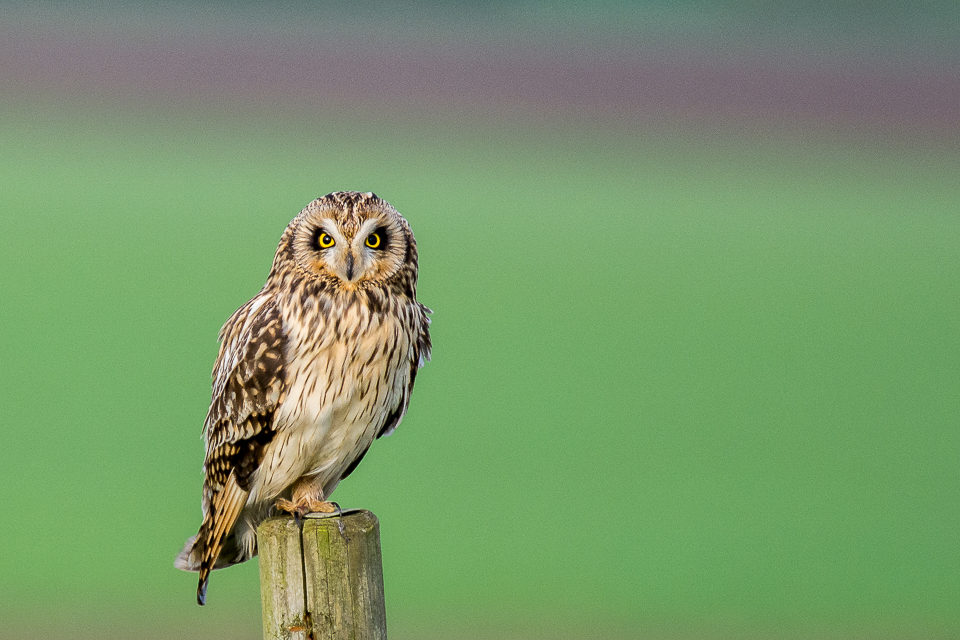 Strigiformes - Owl-like birds