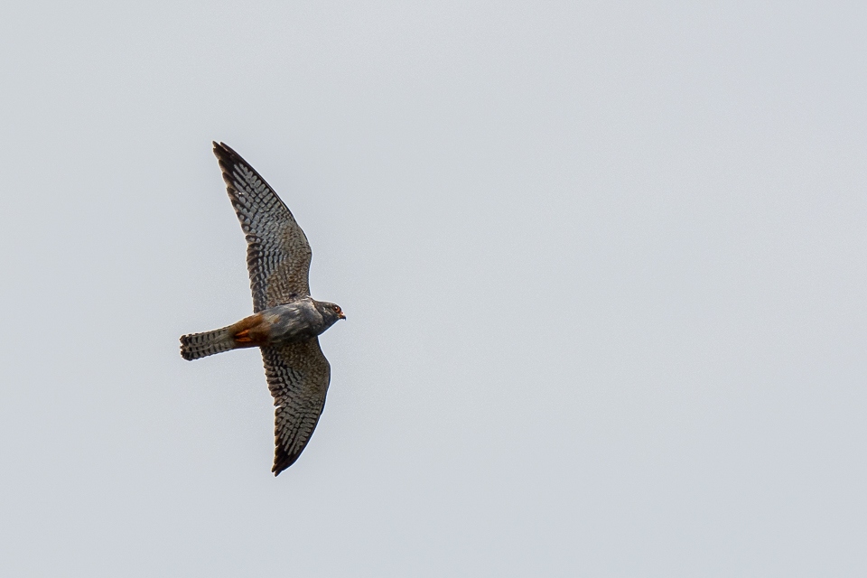 Falconiformes - Falcon-like birds