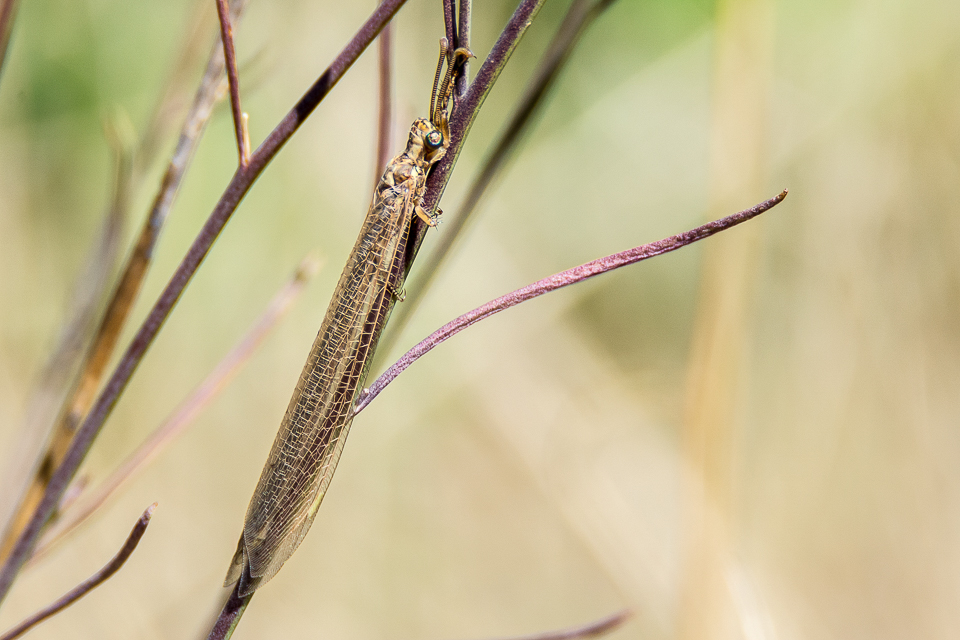 Mierenleeuw sp.