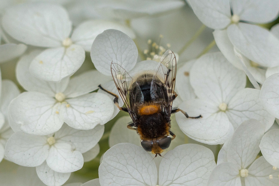 Eristalis intricarius