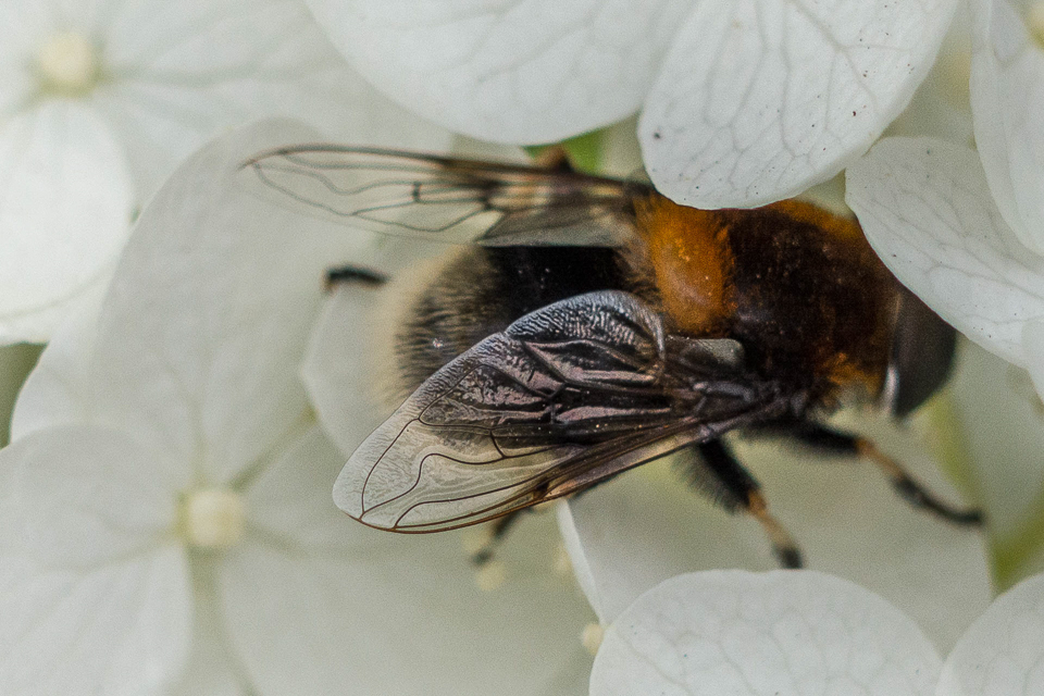 Eristalis intricarius