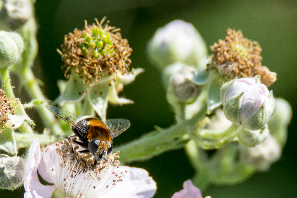 Eristalis intricarius