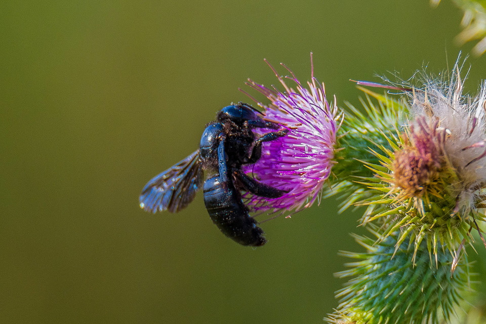 Violet carpenter bee