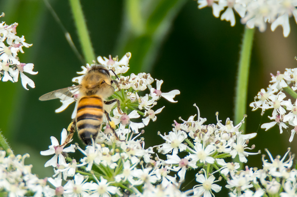 Bijen Hommels en Wespen