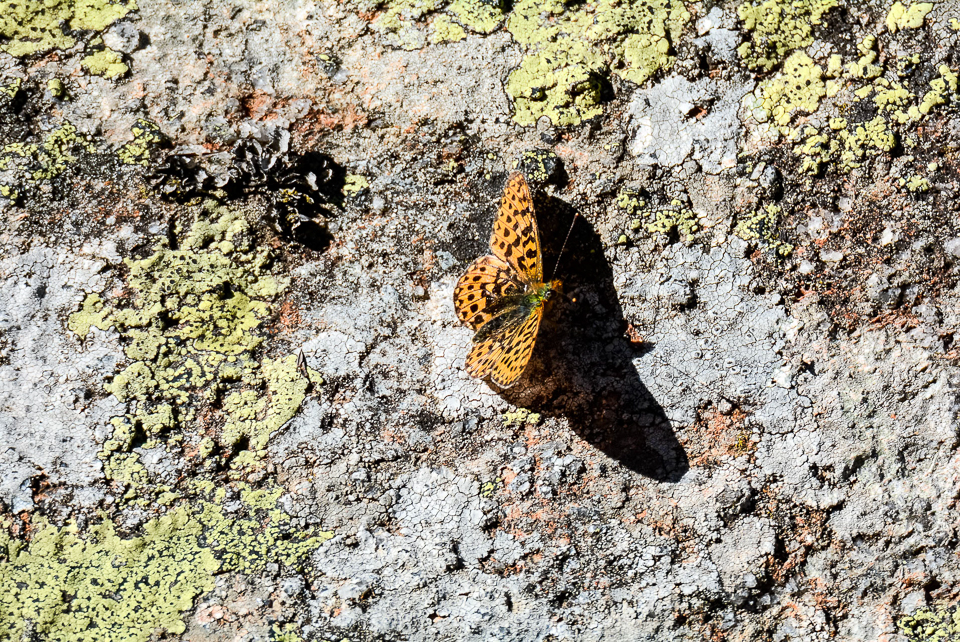 Akkerparelmoervlinder