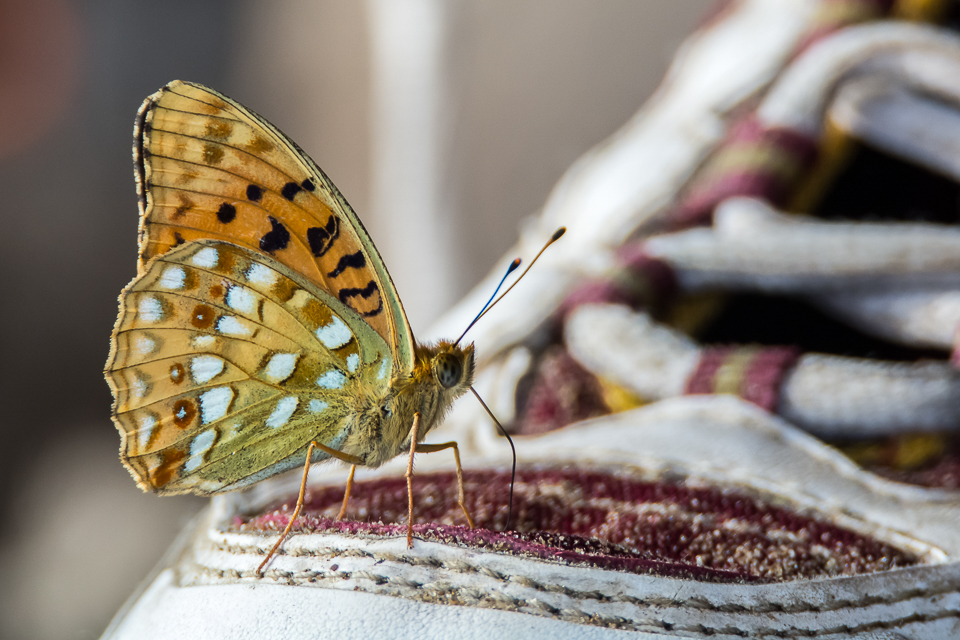 Bosrandparelmoervlinder