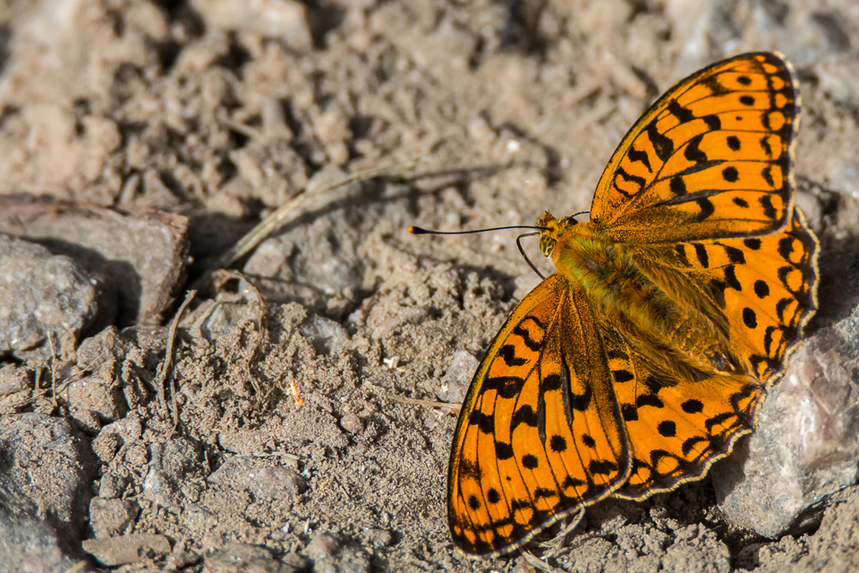 Bosrandparelmoervlinder