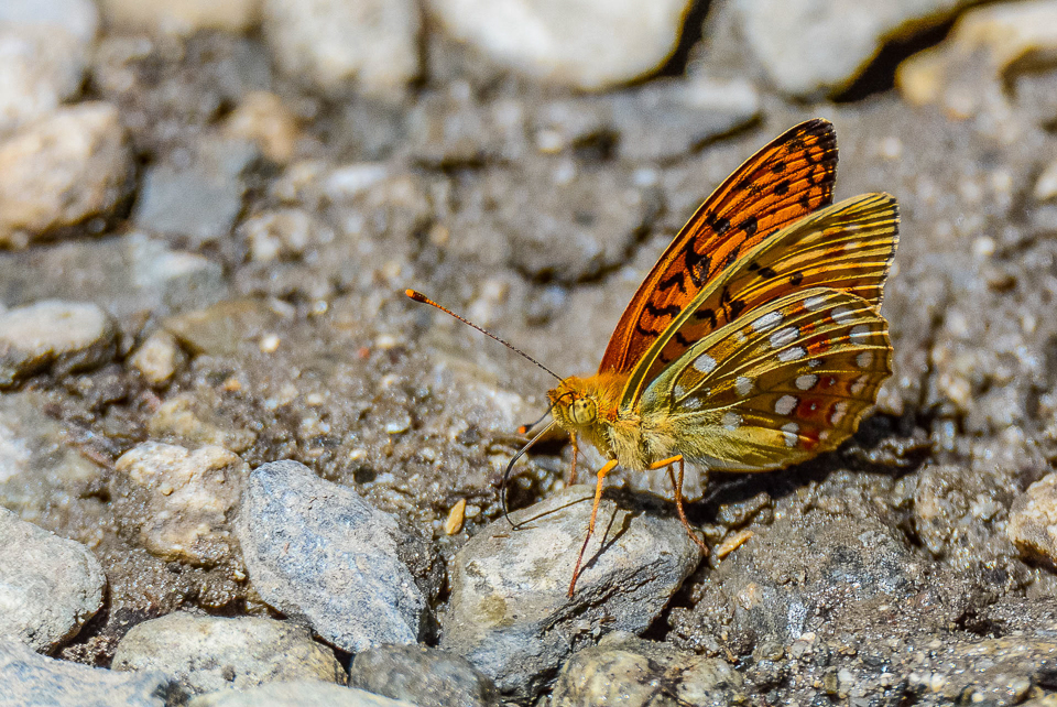 Bosrandparelmoervlinder