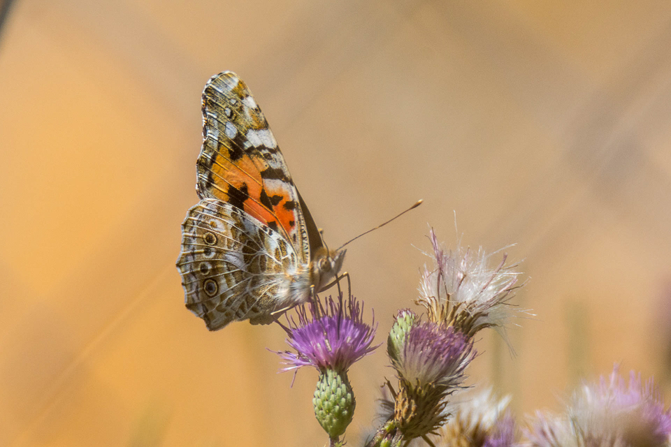 Distelvlinder