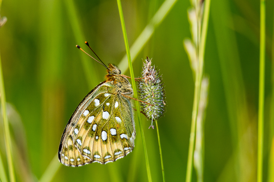 Grote parelmoervlinder