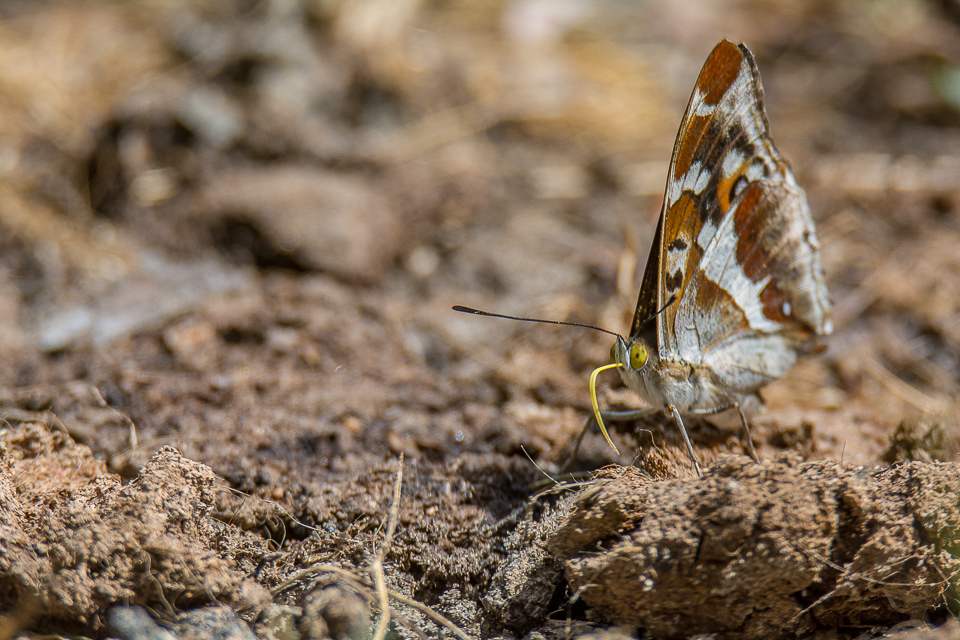 Grote weerschijnvlinder