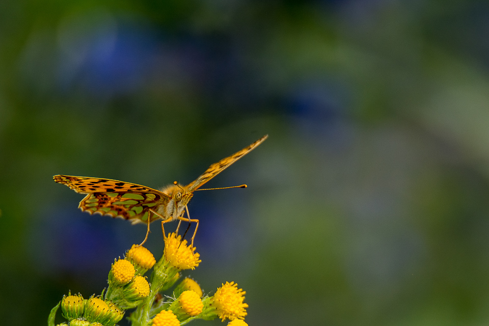 Kleine parelmoervlinder