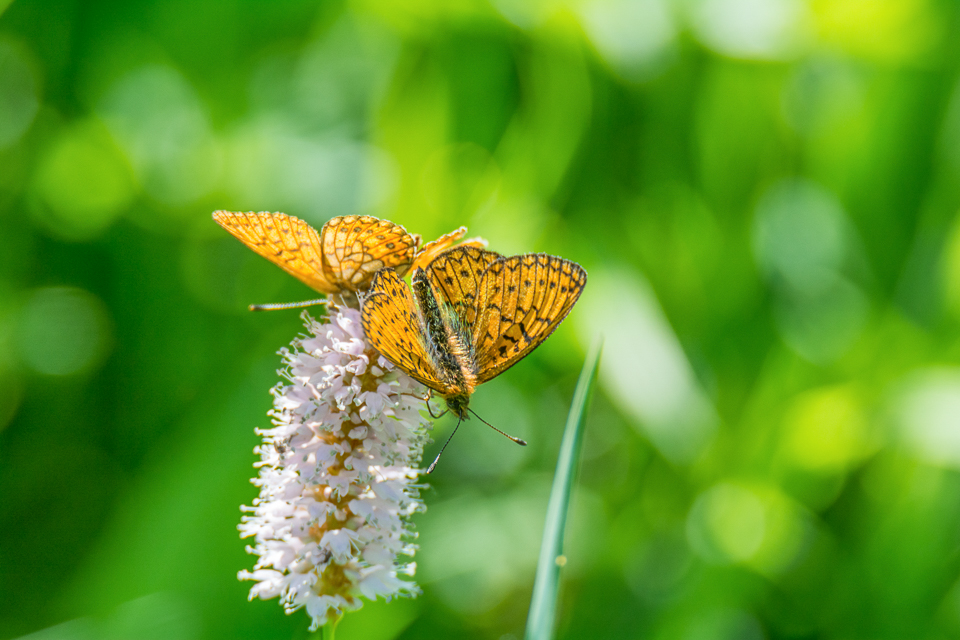 Ringoogparelmoervlinder