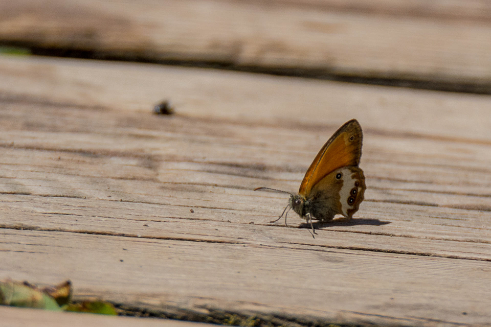Tweekleurig hooibeestje