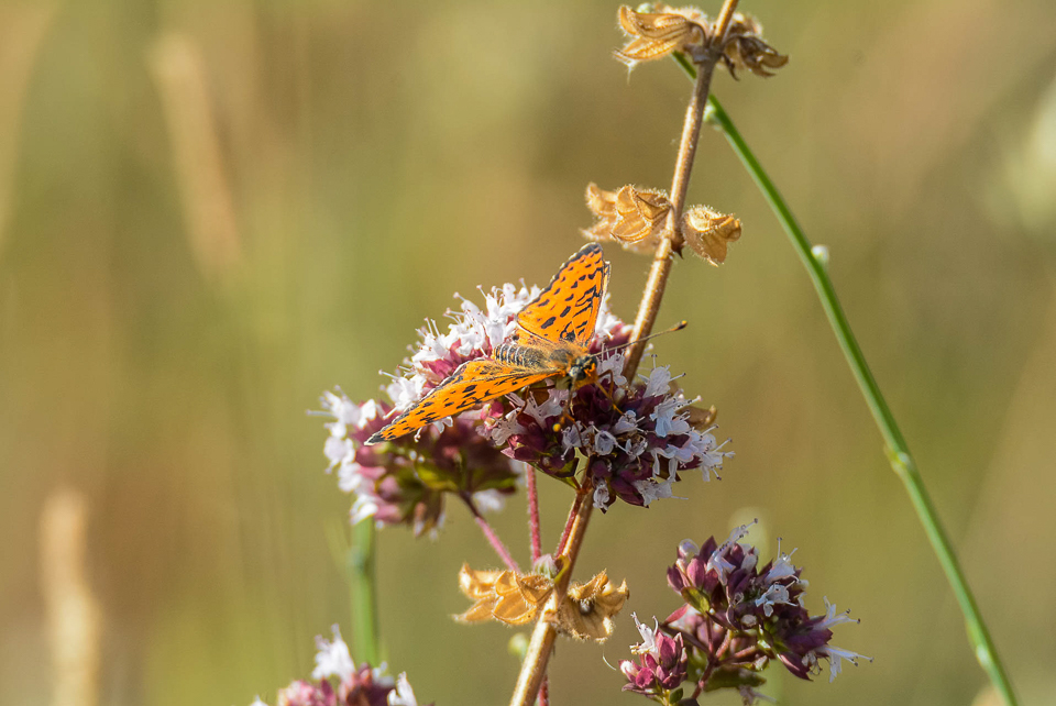 Tweekleurige parelmoervlinder