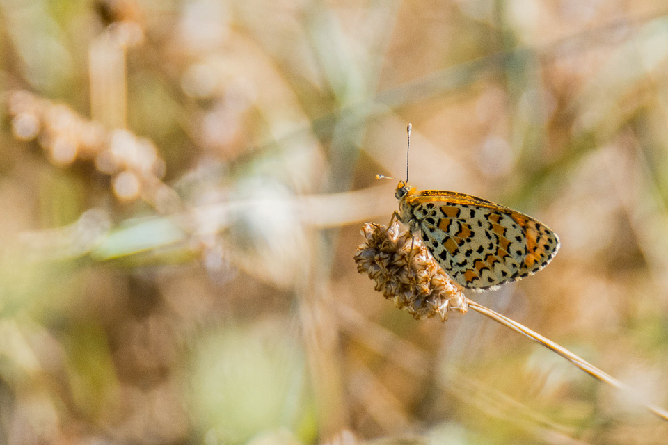 Tweekleurige parelmoervlinder