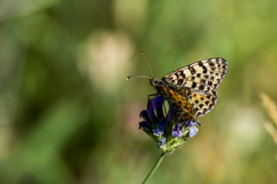 Tweekleurige parelmoervlinder