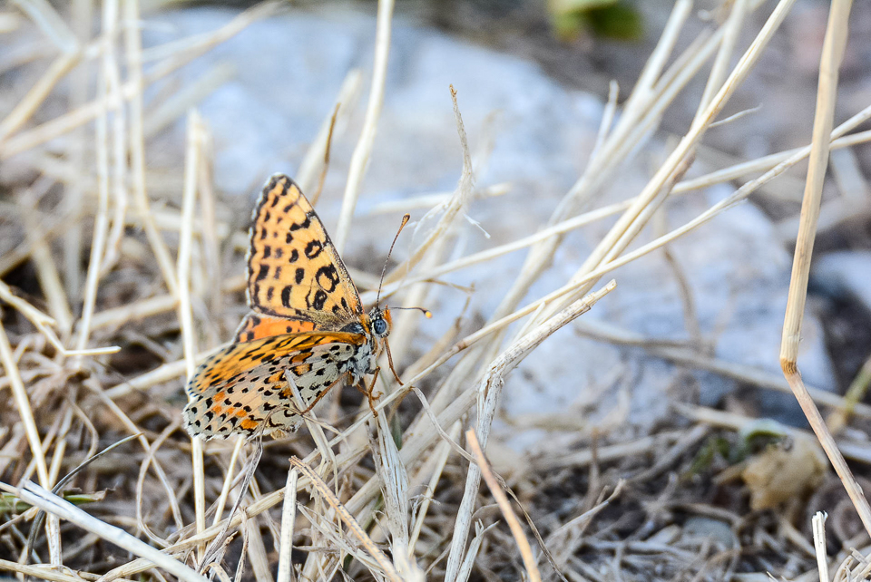 Tweekleurige parelmoervlinder