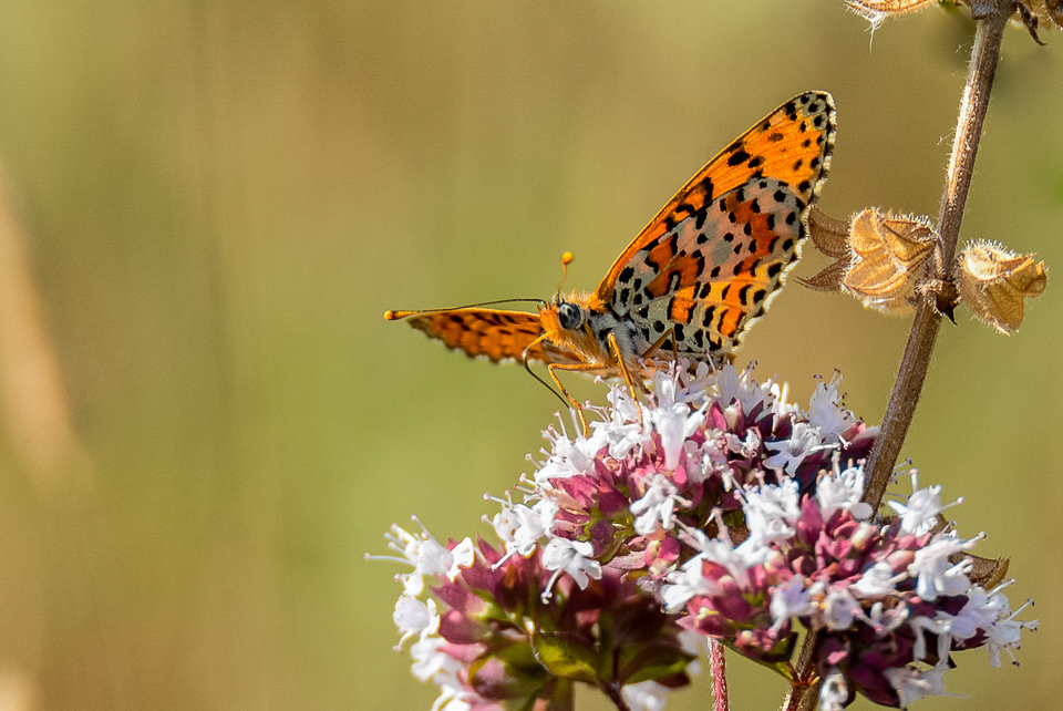 Tweekleurige parelmoervlinder