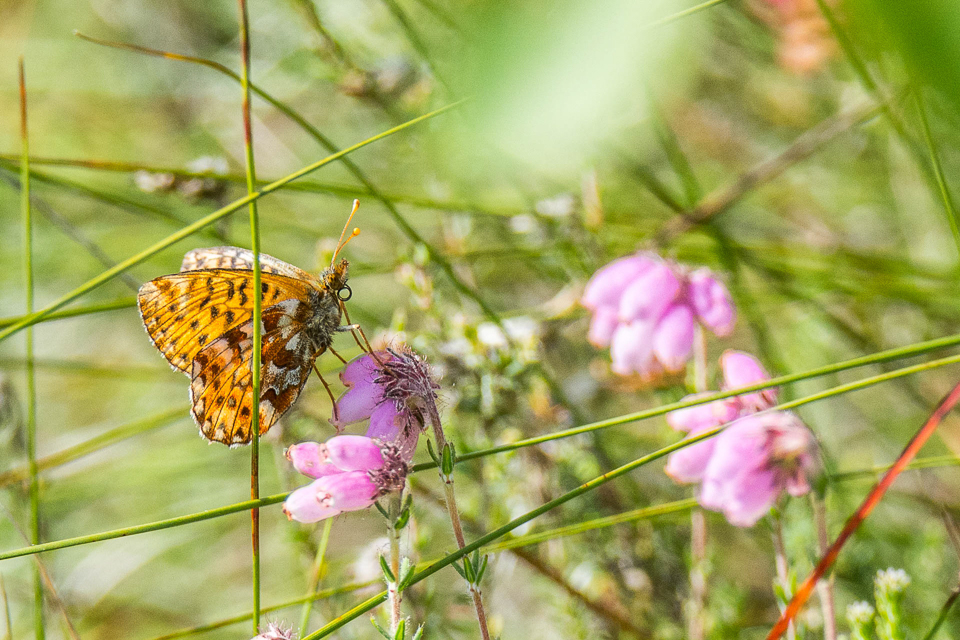 Veenbesparelmoervlinder