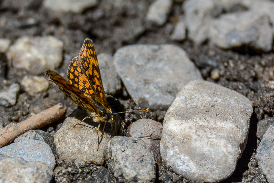 Westelijke parelmoervlinder