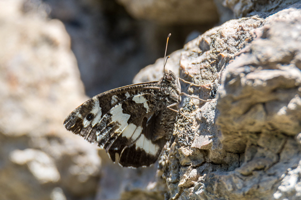Zandoogjes en Erebia's