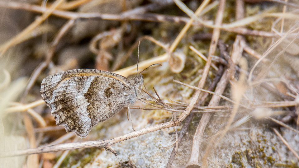 Zuiderlijk oranje zandoogje