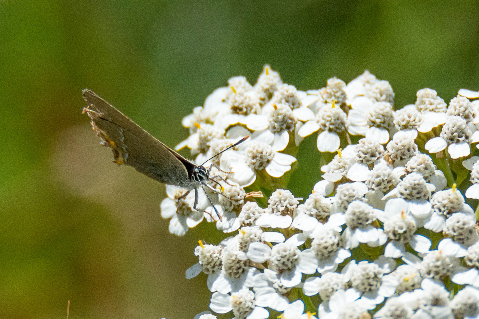 Kleine sleedoornpage