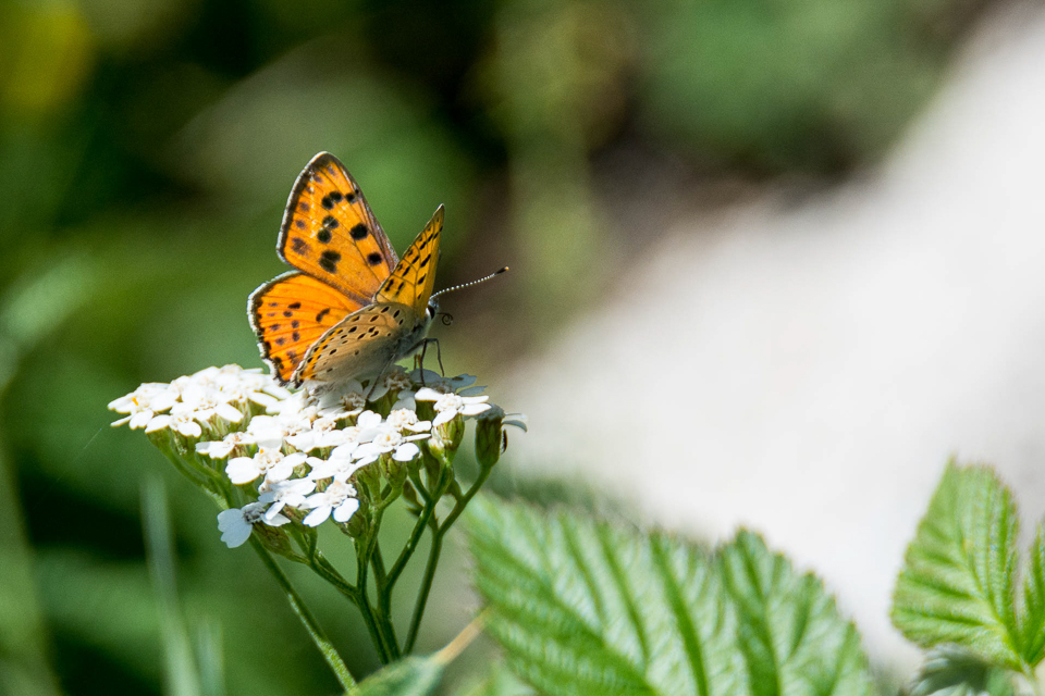 Violette vuurvlinder