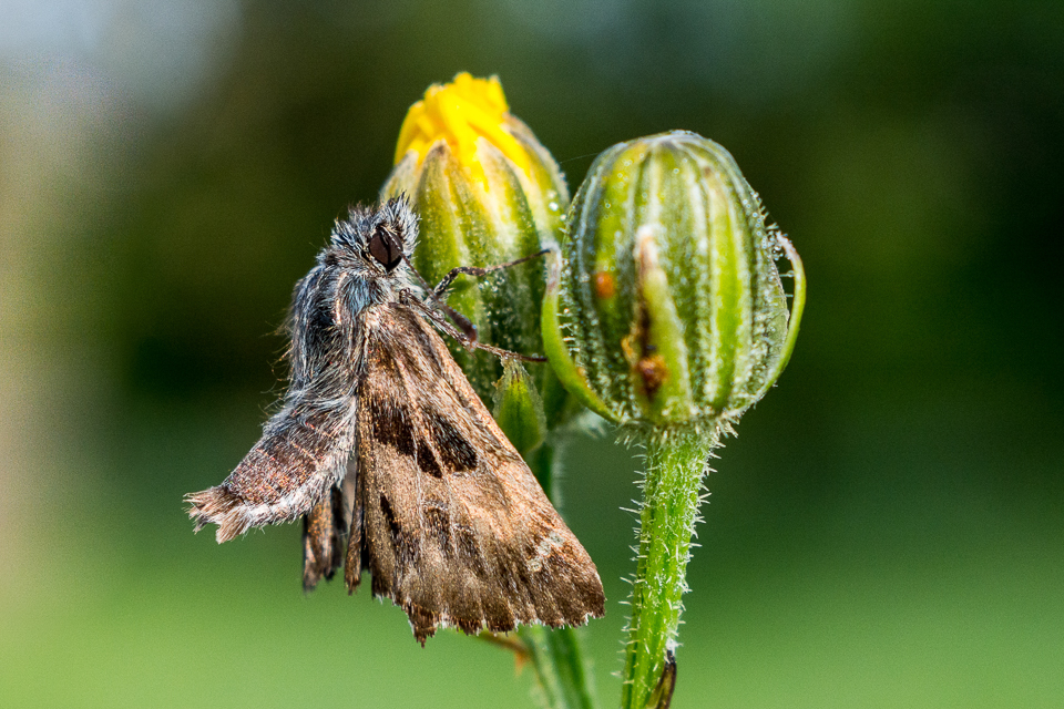 Kaasjeskruiddikkopje