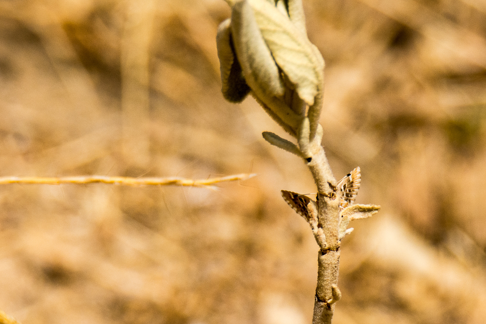 Klein brandkruiddikkopje