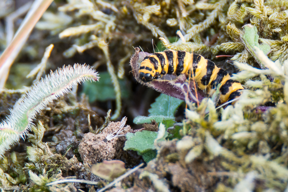 Rups Sint Jacobsvlinder