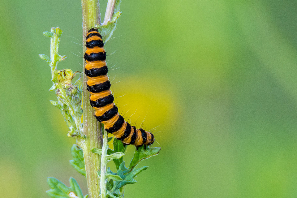 Rups Sint Jacobsvlinder