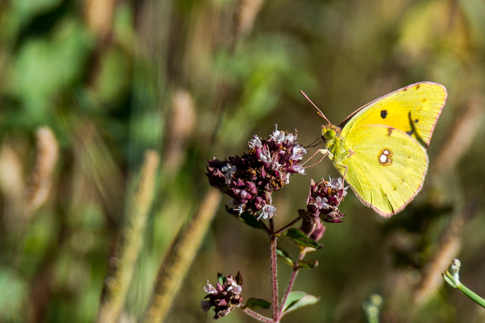 Oranje luzernevlinder