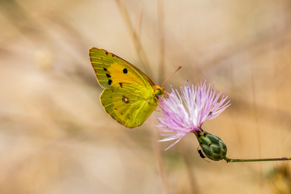 Oranje luzernevlinder