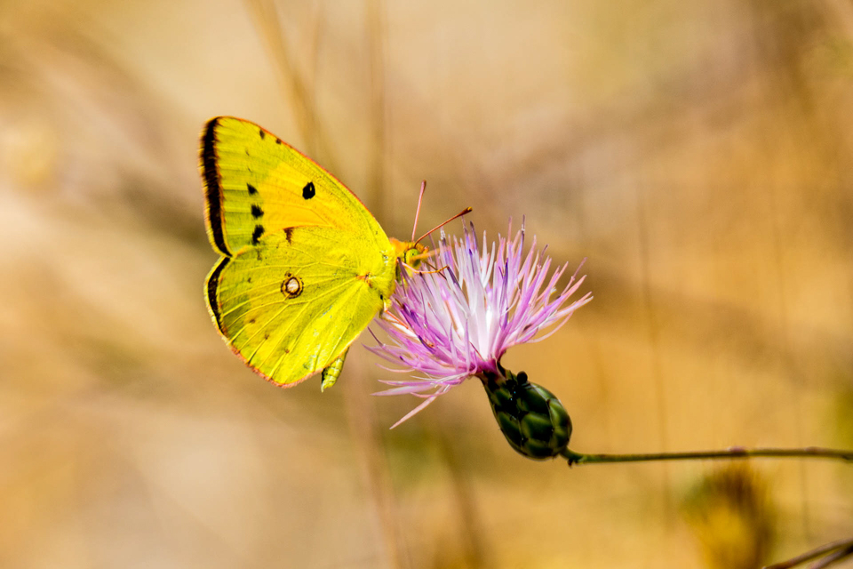 Oranje luzernevlinder