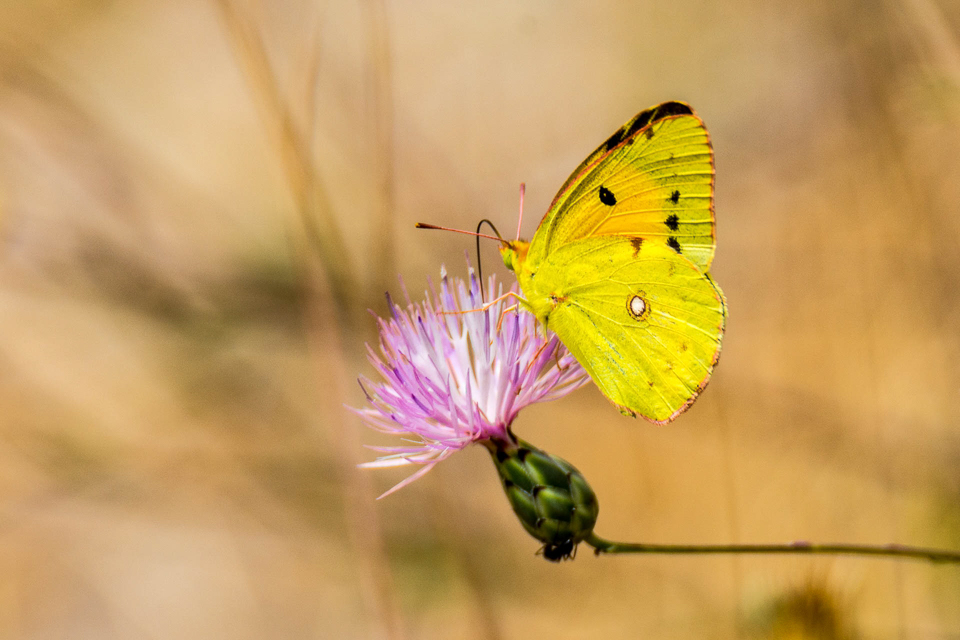 Oranje luzernevlinder