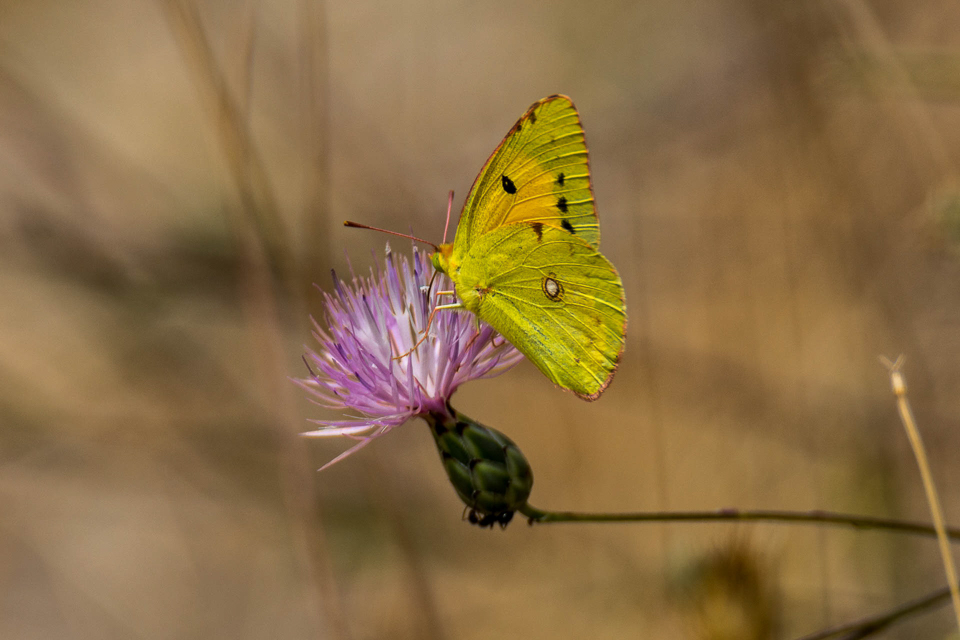 Oranje luzernevlinder