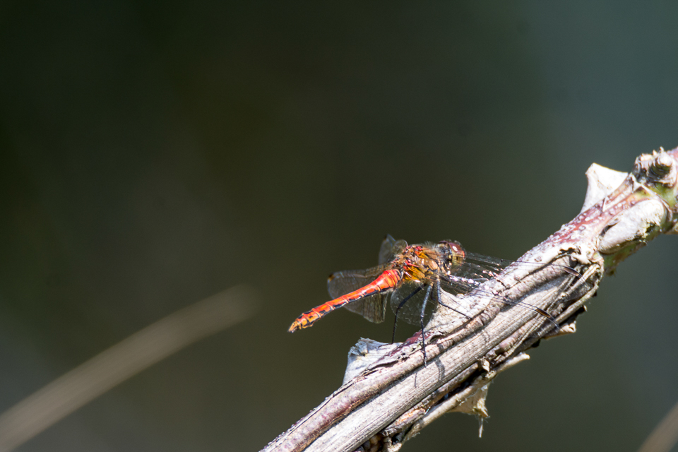 Ruddy darter