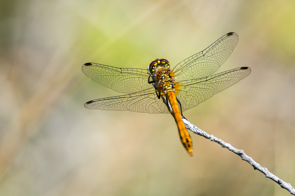 Ruddy darter