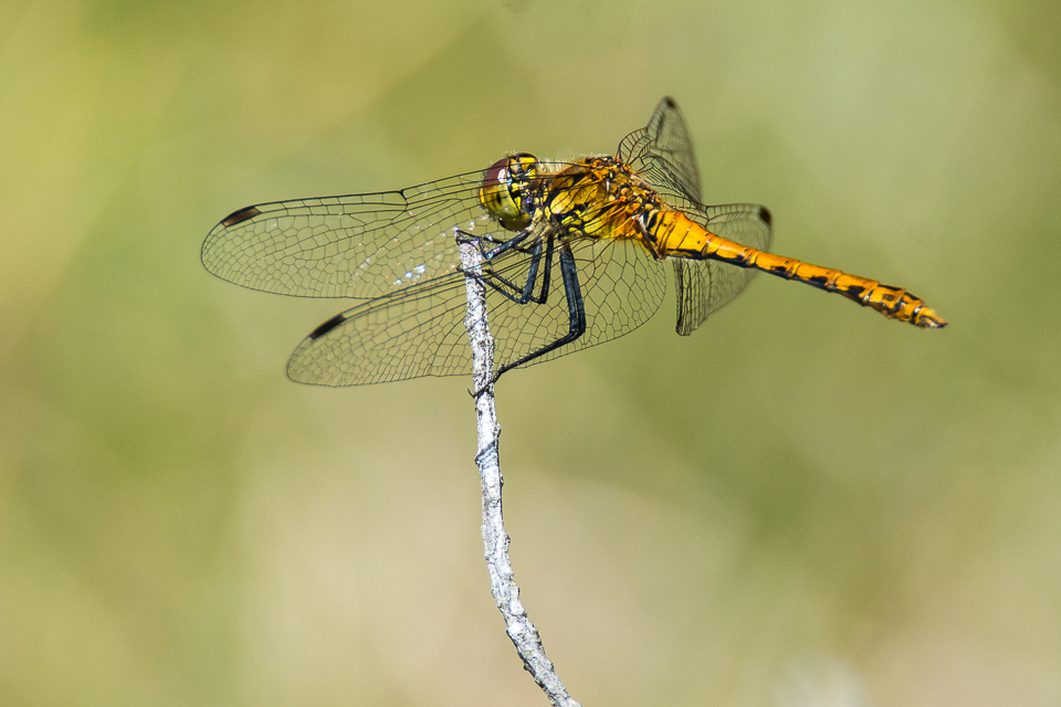 Ruddy darter