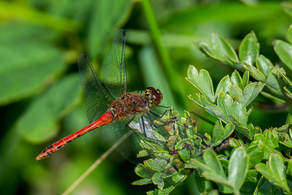 Ruddy darter