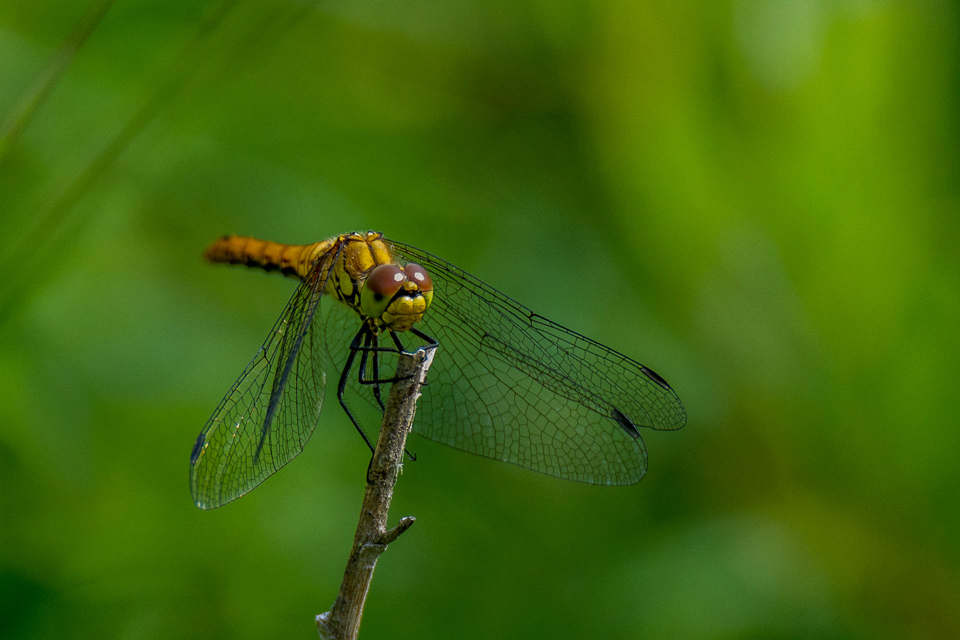 Ruddy darter