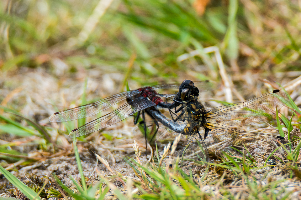 White-faced darter