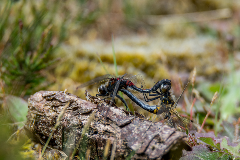 White-faced darter