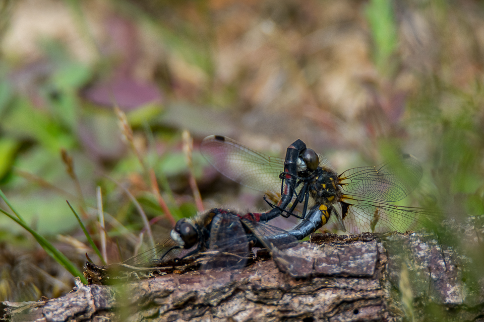 White-faced darter